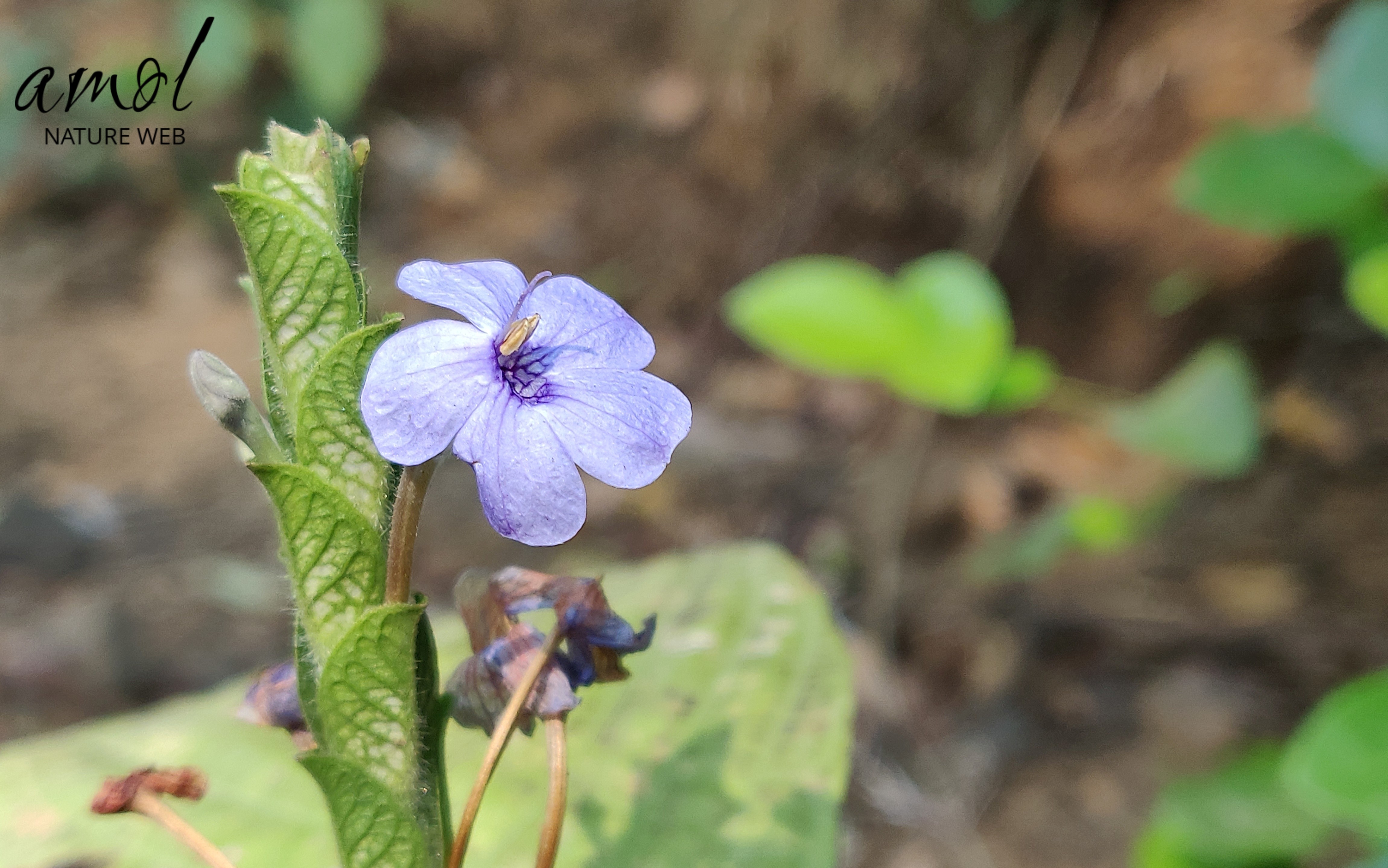 Blue Sage